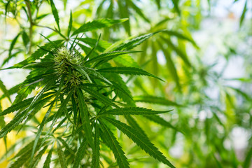 Hanfpflanze Cannabis