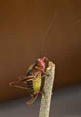 Cavalletta: Genere	Platycleis
Specie Platycleis affinis