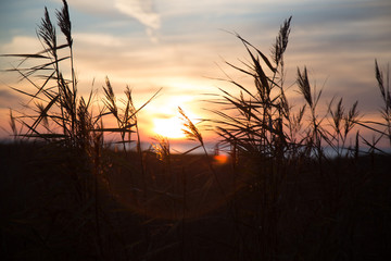 Sunset an Northern Sea with gras in the front and sun in the backround