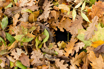 Autumn leaves