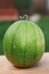 спелый арбуз в каплях воды