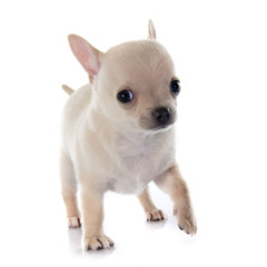 puppy chihuahua