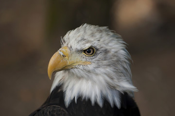 Portrait of an eagle