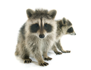 young raccoon