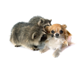 Fototapeta premium young raccoon and chihuahua