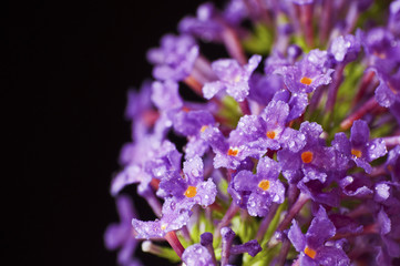 Flieder violette Blüten