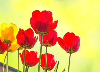 Fototapeta premium Tulips backlit on a blurred background