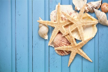 Starfishes and Shells.