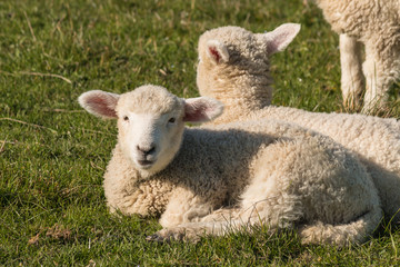 closeup of basking lambs