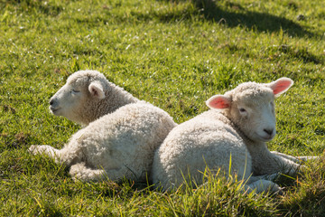 Naklejka premium two newborn lambs basking on grass