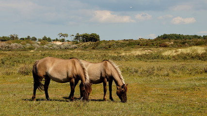 Obraz premium zwei braune Pferde grasen friedlich im Naturpark De Kenneduinen 