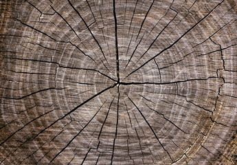 old wood texture with cracks