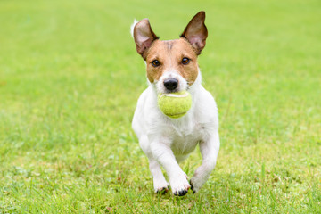 Dog with funny ears running with ball