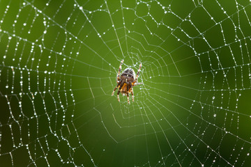 Wet Spider