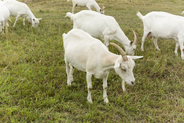 Obraz na płótnie Canvas white goat with one horn