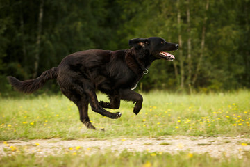 Labrador rennt
