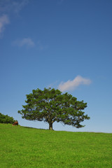 Fototapeta na wymiar Lonely Tree on Farm