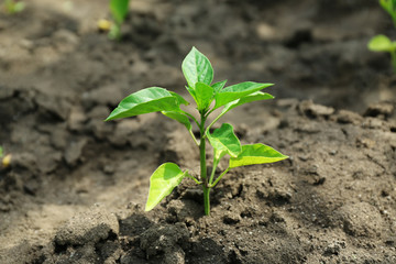 Plant in soil