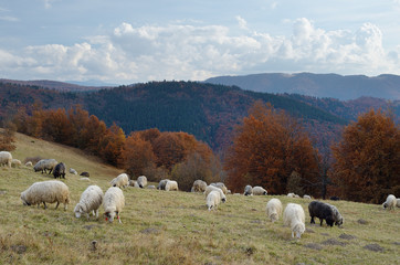 Flock of sheep in the pasture