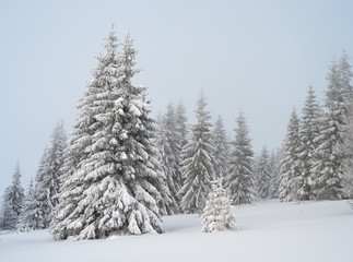 Winter landscape a cloudy day