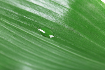 Green leaf with droplet, closeup
