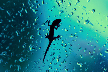 Fototapeta na wymiar Gecko On Glass Window Wet With Rain Drops