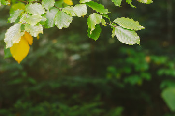 Obraz premium Branch beech leaves