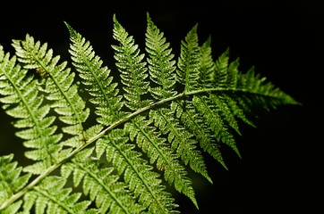 Green ferns in the forest