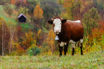 Mountain Village. Autumn landscape with brown cow on pasture