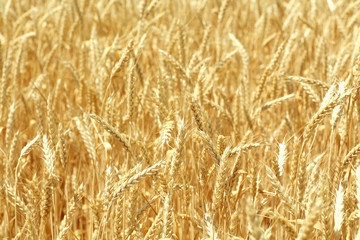Beautiful summer field