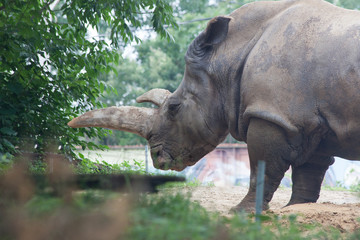 White Rhino