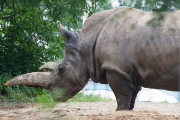 Naklejka premium White Rhino