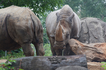 Obraz premium White Rhino