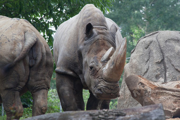 Obraz premium White Rhino