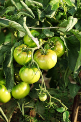 Green tomatoes growing on branches
