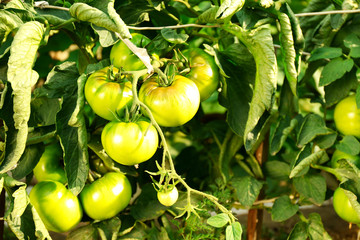 Green tomatoes growing on branches
