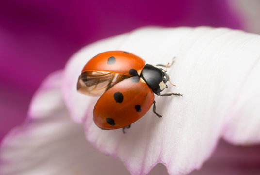 Ladybug, Coccinella septempunctata on garden cosmos