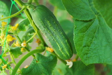 Cucumber growing in garden