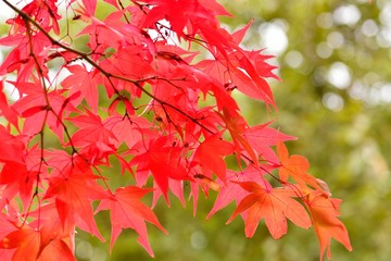 紅葉