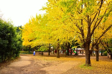 Fototapeta premium 紅葉