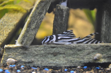 L 46 Zebraharnischwels