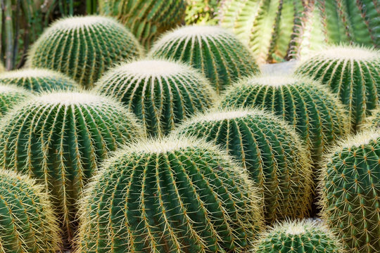 Golden Barrel Cactus