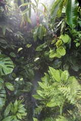 rain in forest jungle