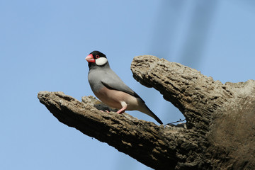 Java Sparrow