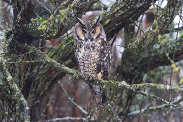 long eared owl