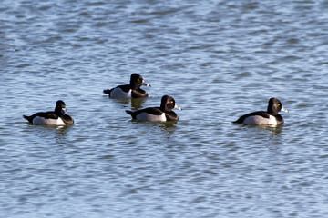 Ring necked Duck
