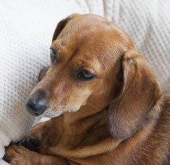 The face of a reddish brown miniature dachshund