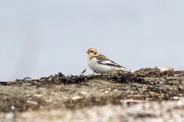 Snow Bunting