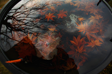 Underwater autumnal tints in Kyoto