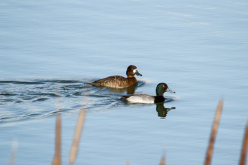 Lesser Scaup
